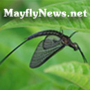 Mayflies of Lake Erie