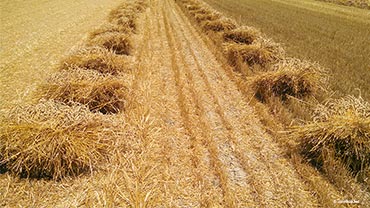 wheat shocks bundled in field