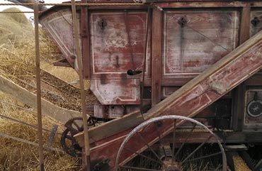 Wheat threshing machine in operation