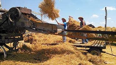 men pitching wheat bundles into thresher