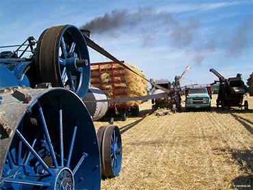 Threshing wheat at 5 points steam threshers reunion