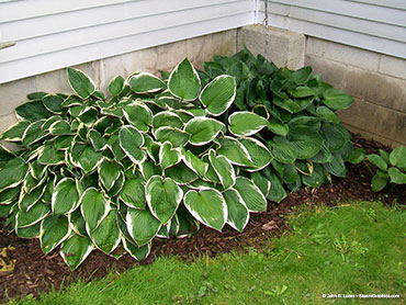 flowers-hostas