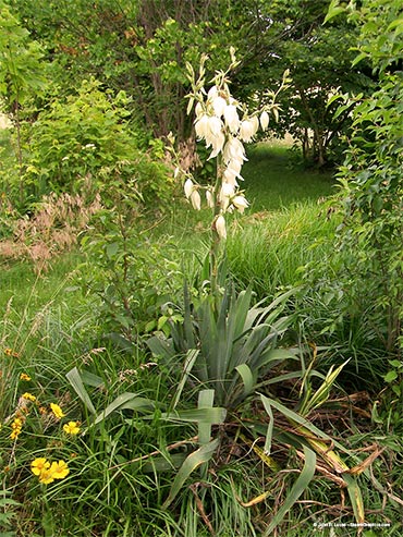 flowers-hostas