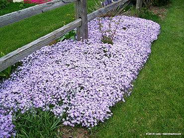 flowers-creeping phlox