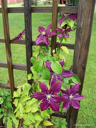 flowers-clematis in bloom