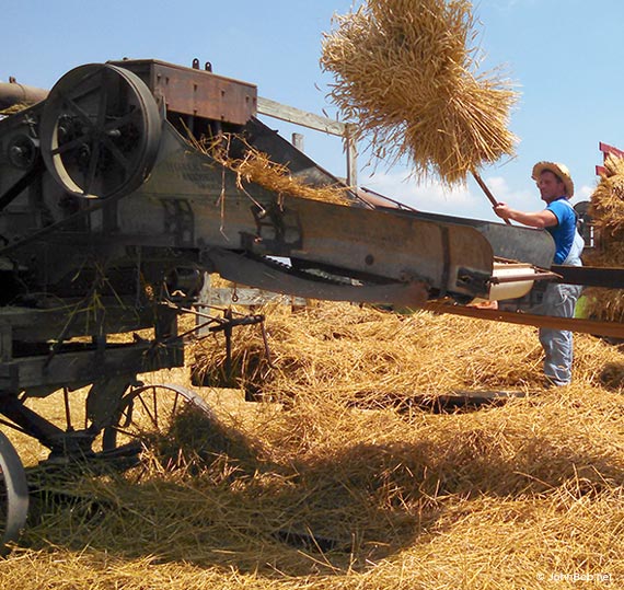 man pitching wheat bundles into thresher