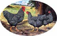 chickens