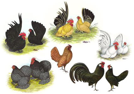 Bantam chickens