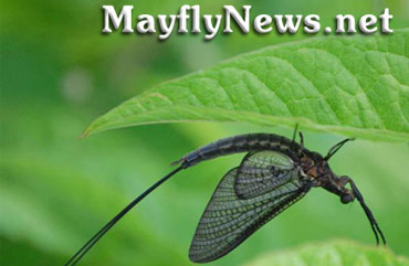 MayflyNews.net logo